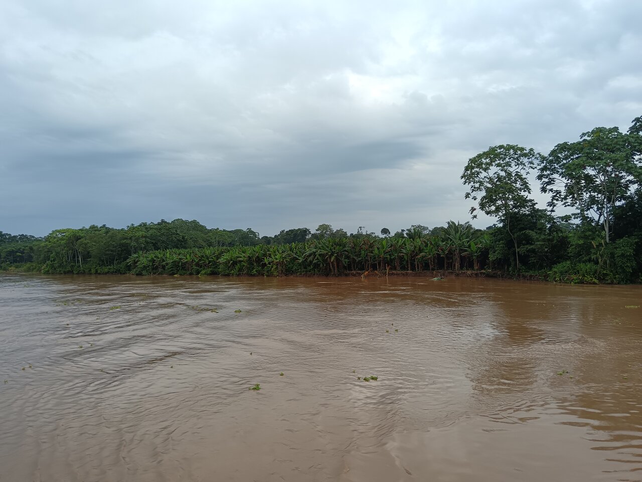 amazonas