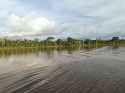 amazonas