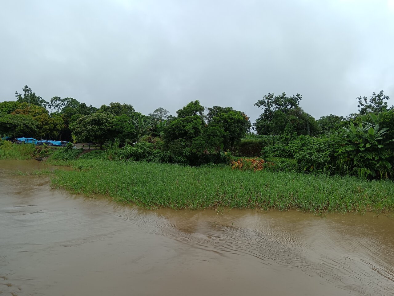 amazonas