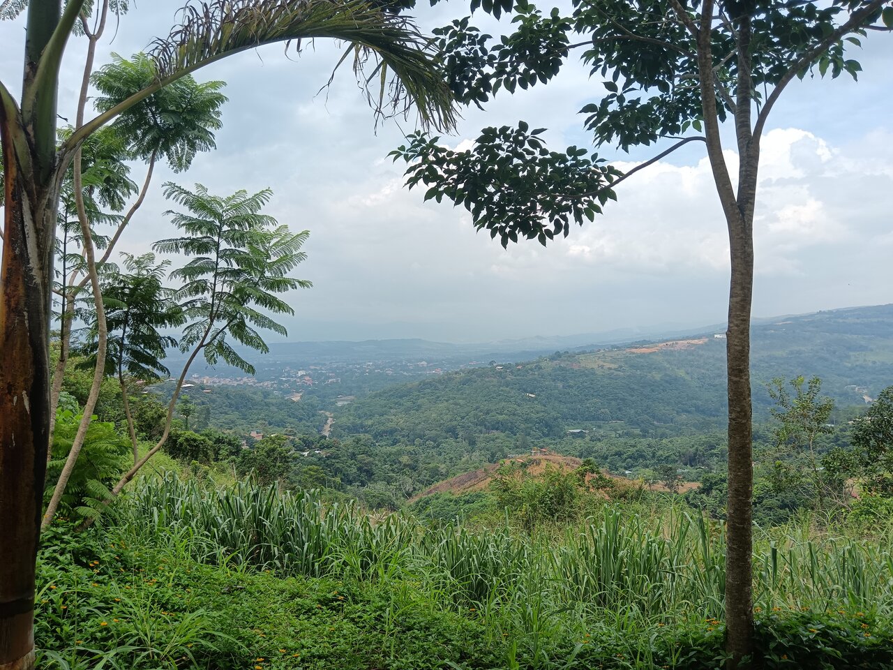 cachiyacu