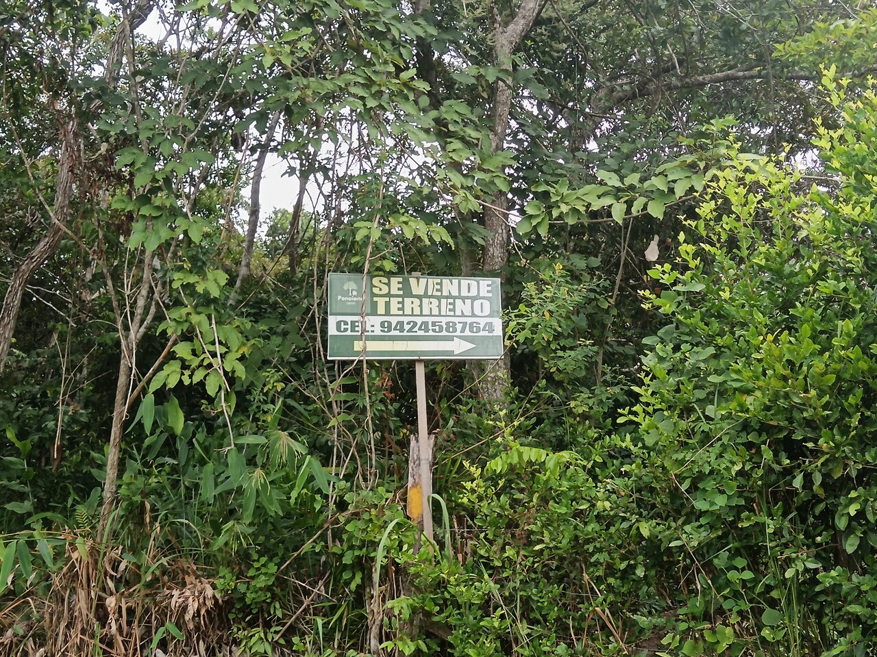 cachiyacu