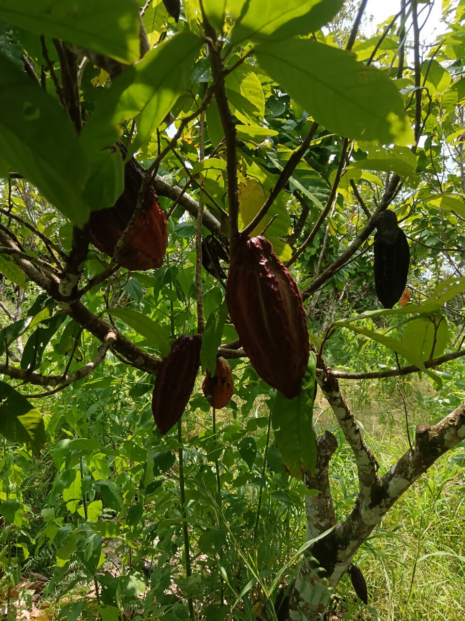 Chokoládé