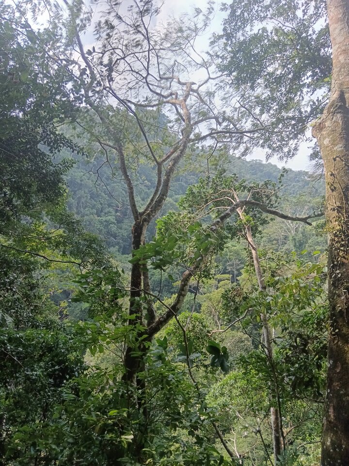 cachiyacu