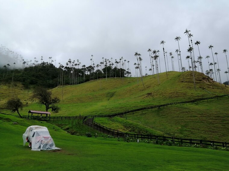 Valle del Cocora