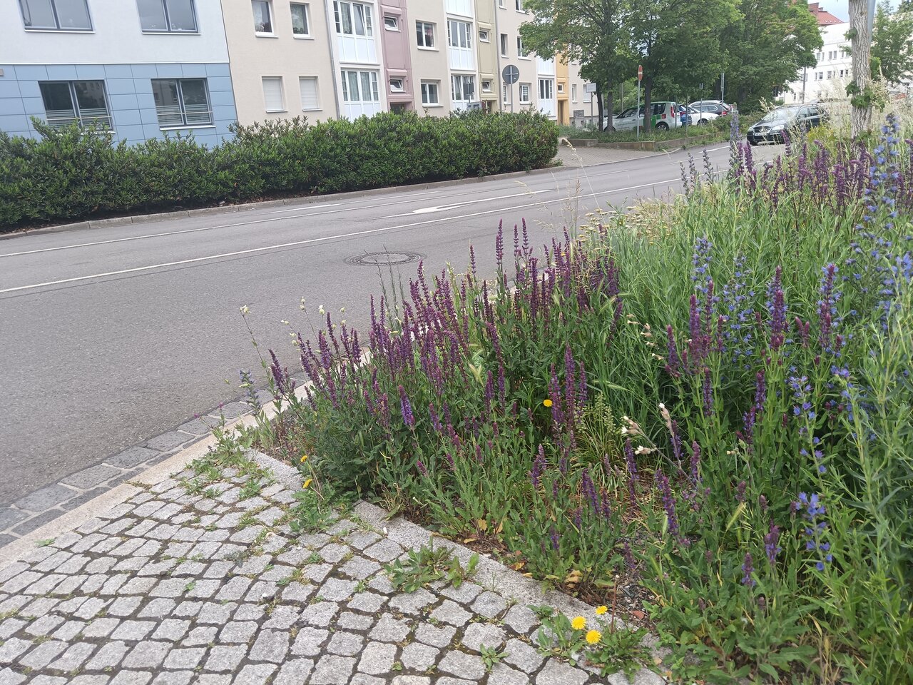Flowers in the syde of the road