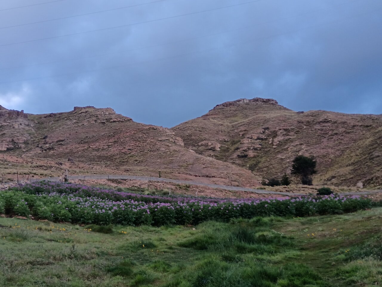 laoroya