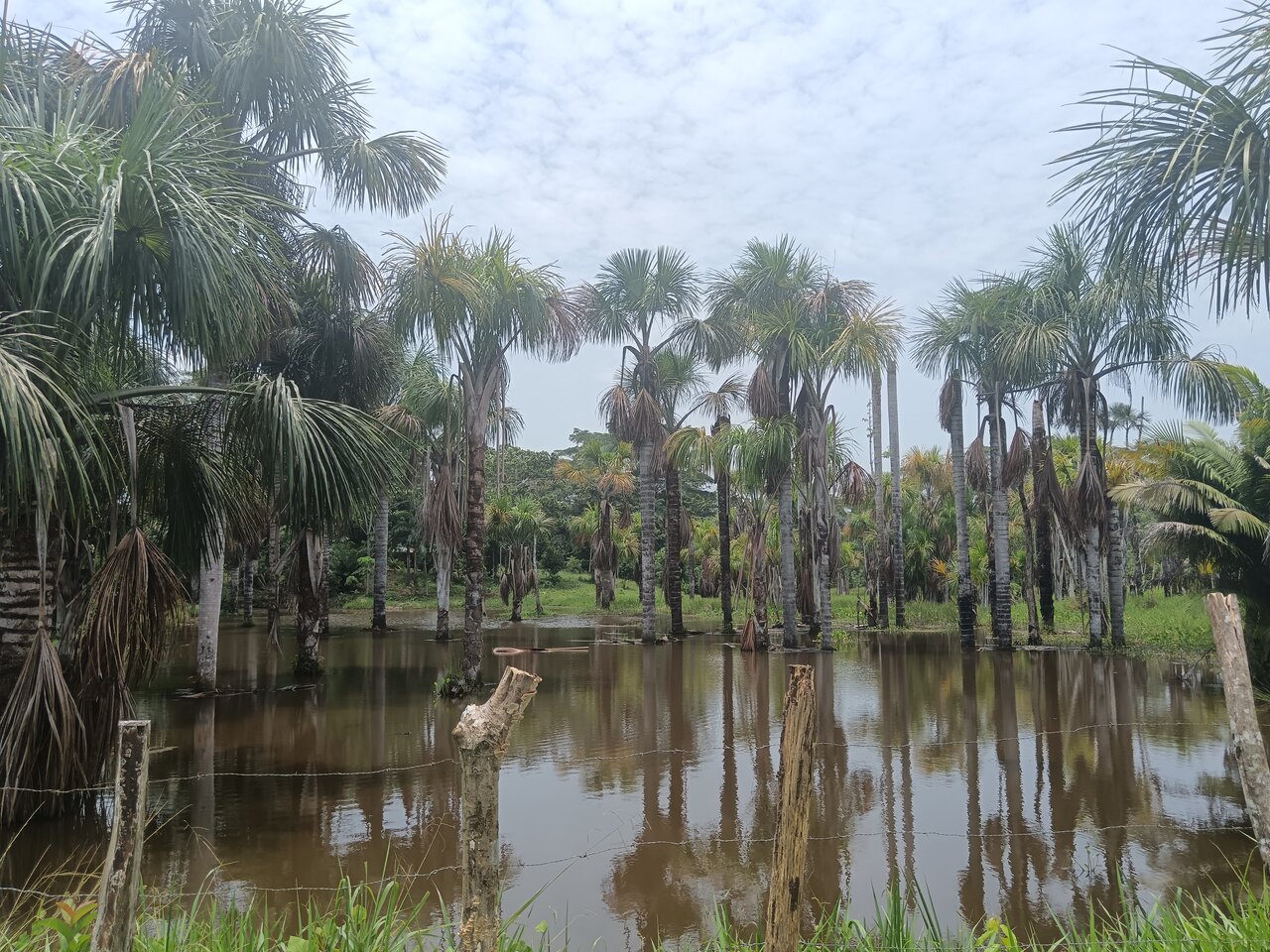 loboyacu
