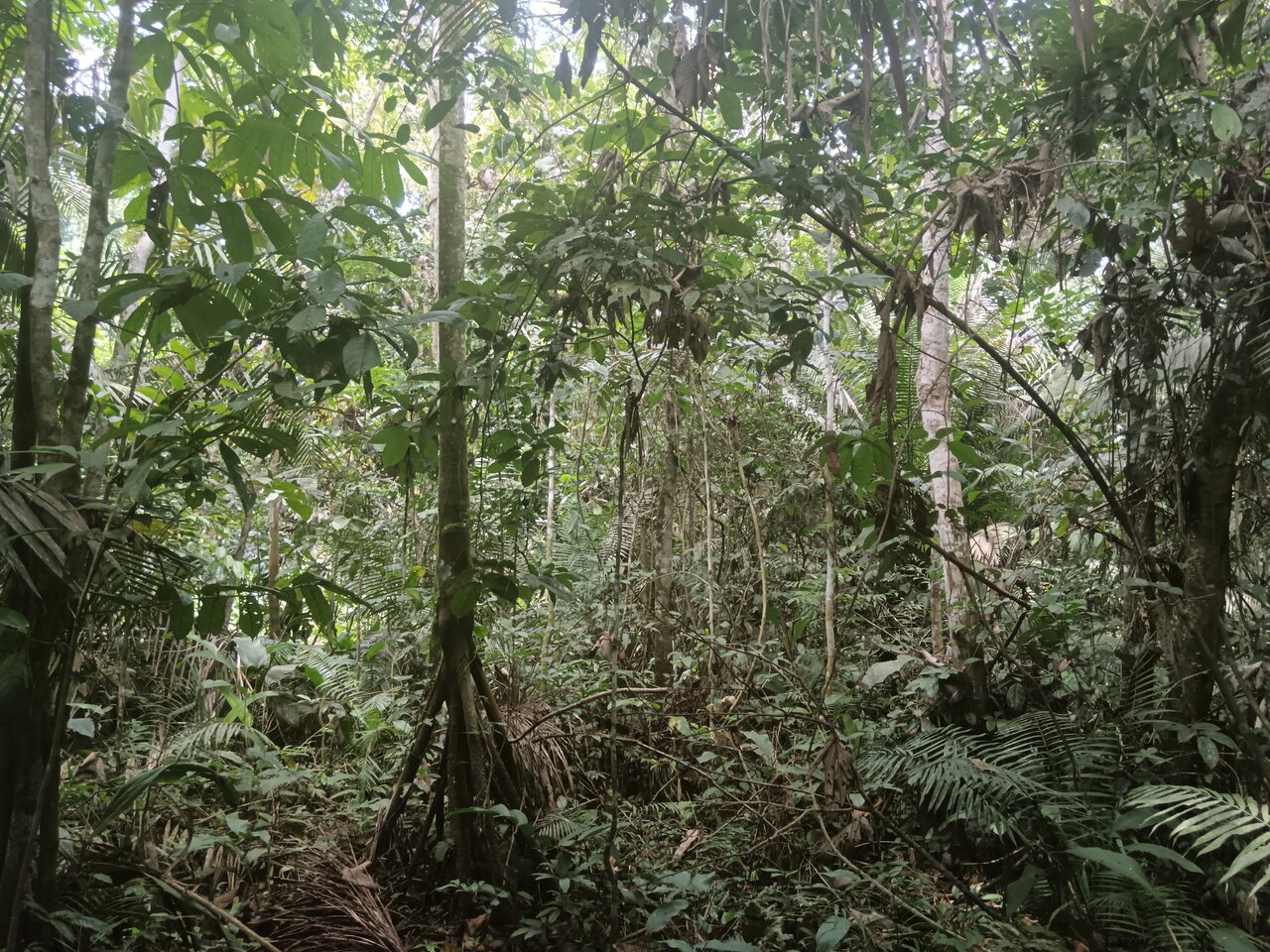 loboyacu