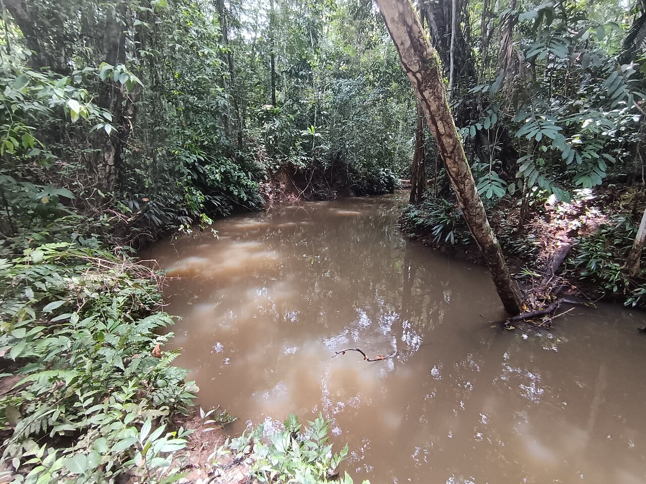 loboyacu
