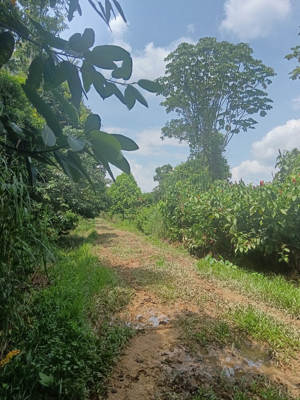 loboyacu