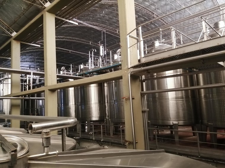 Vinery in Mendoza