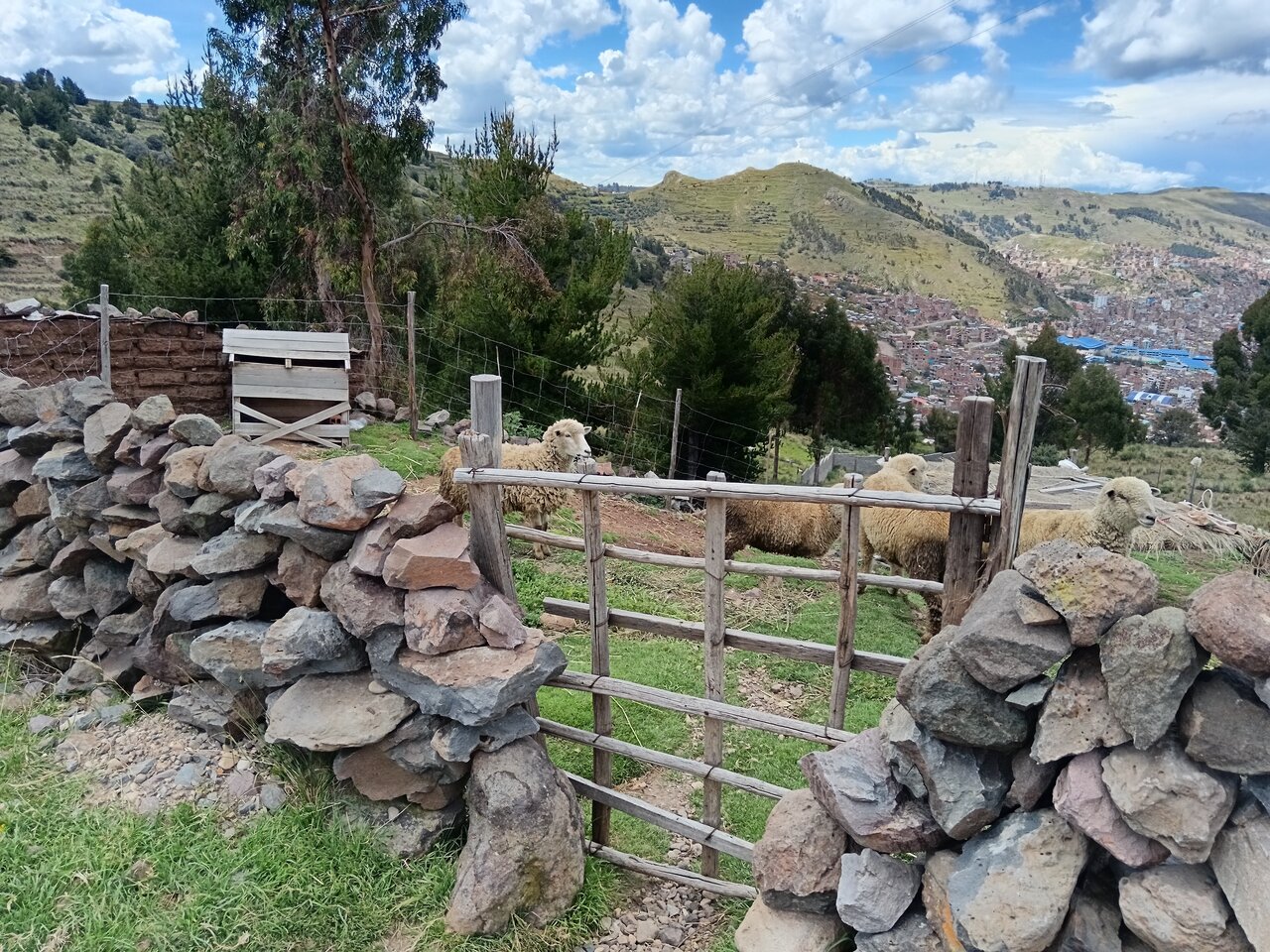 puno