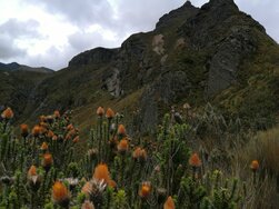 Rucu Pichincha