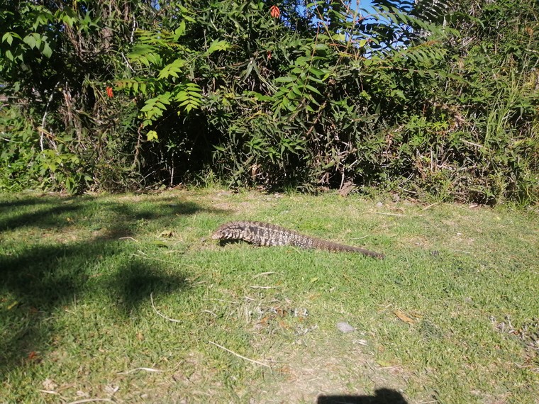 My Running buddy