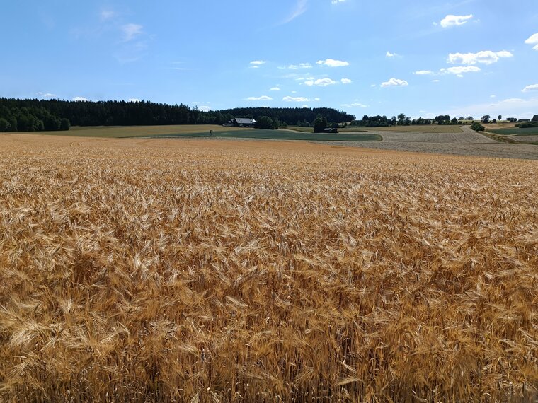 Schwarzbach wheat field