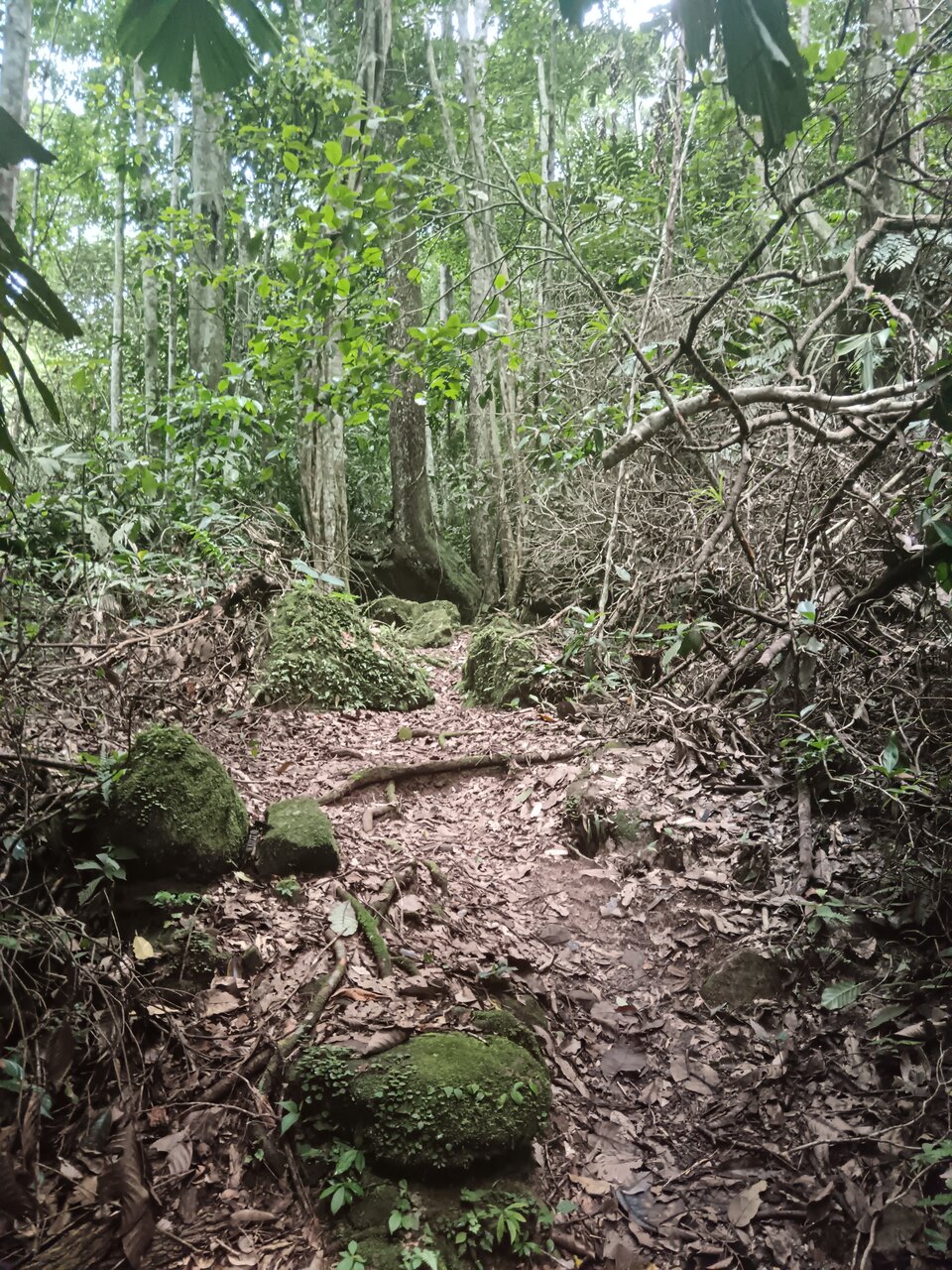 shilcayo