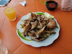 Tarija