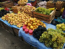 Tarija