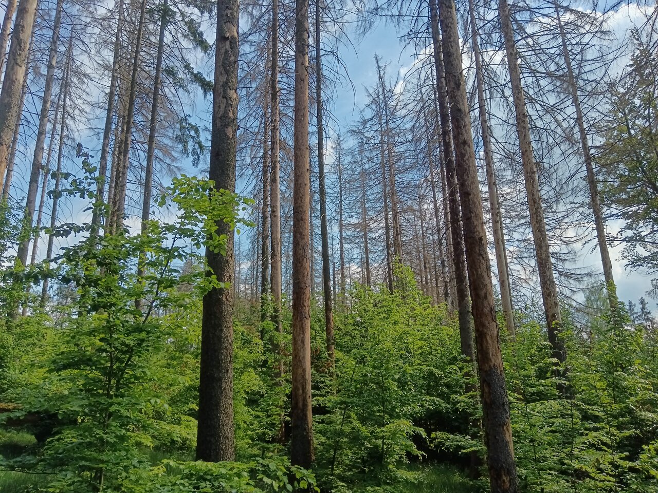 tharandt