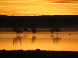 Uyuni